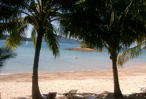 beachwithpalms.jpg